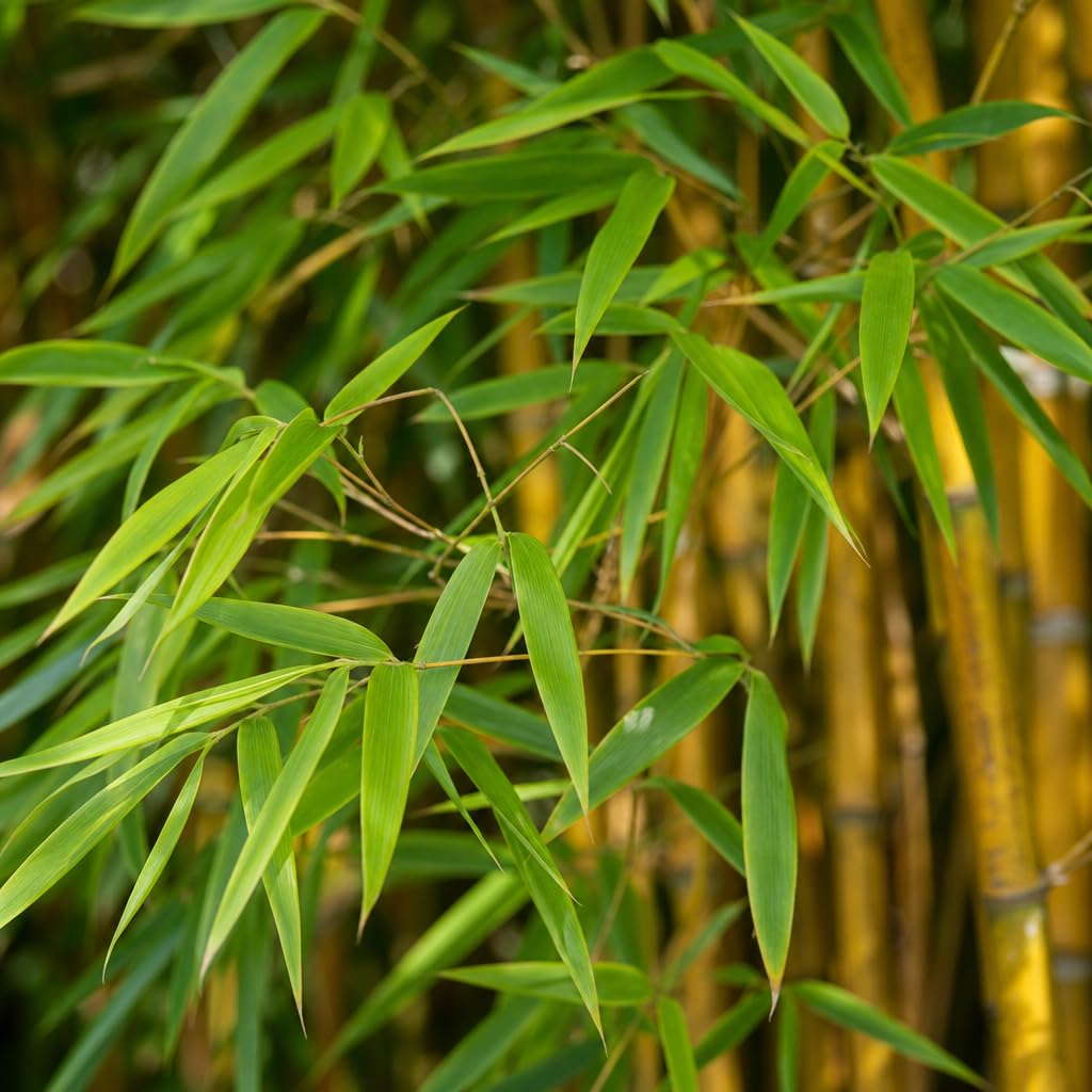 Amazon.com : Golden Hedge Bamboo | 1 Extra Large Trade 3 Gallon